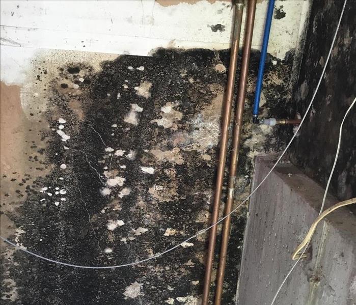 A basement wall with extensive mold proliferation
