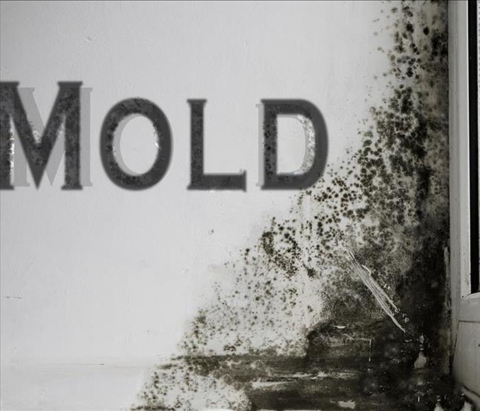 mold letters, mold on wall